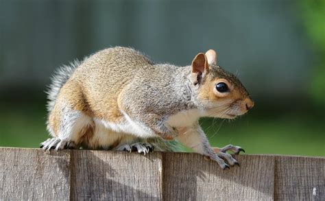 Uk Squirrel Pest Control Trusted Solutions