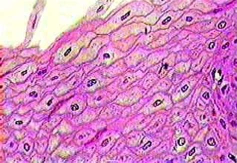 Anatomy Tissues Lab Practical Pictures Flashcards Quizlet