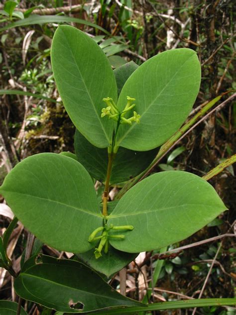 Wikstroemia Indica Thymelaeaceae Image 27576 At PhytoImages Siu Edu