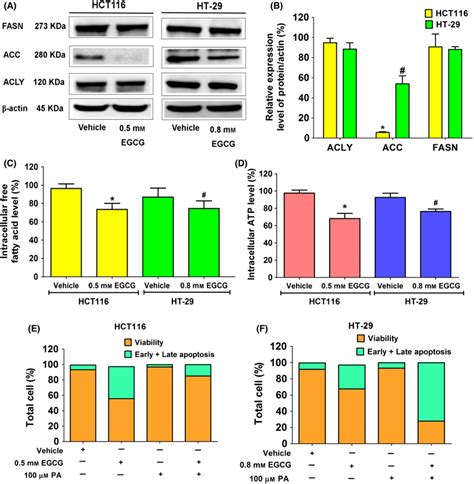 The Effect Of Egcg On Expression Of Enzymes In The Dnl Pathway Free