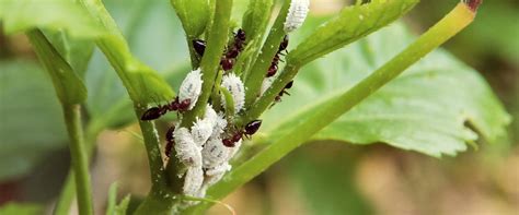 cotton mealybug  ants biobee canada