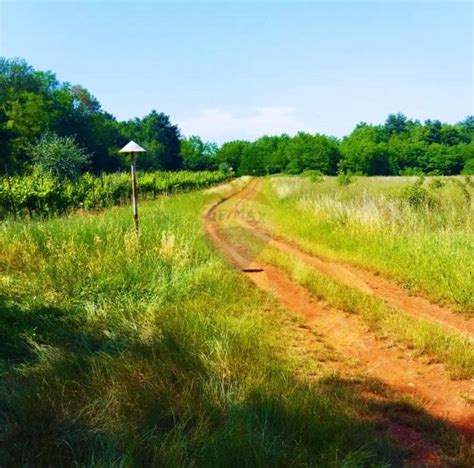 Istra Lovre Ica Atraktivno Poljoprivredno Zemlji Te S Maslina