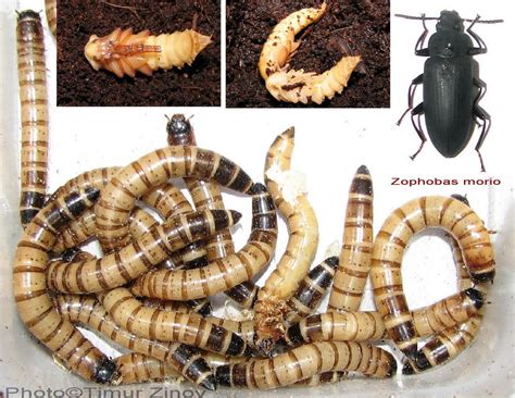 Зоофобус ️ Best arts at in-wiki.com