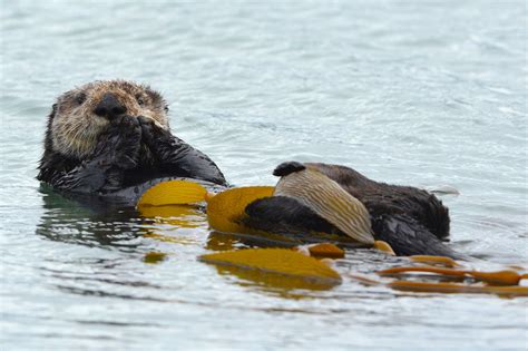How Do Sea Otters Behave