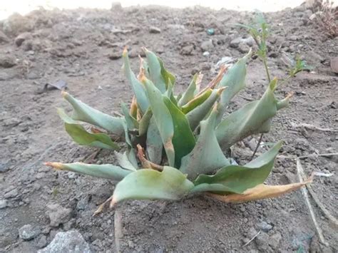 Agave Turning Yellow 5 Causes Treatments And Best Care Tips