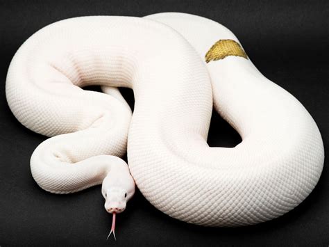 morph list world  ball pythons