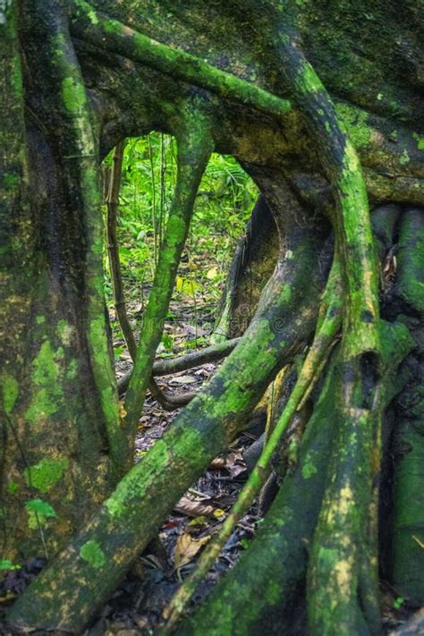 Selva Lacandona Mexico Stock Photo Image Of Park Tree