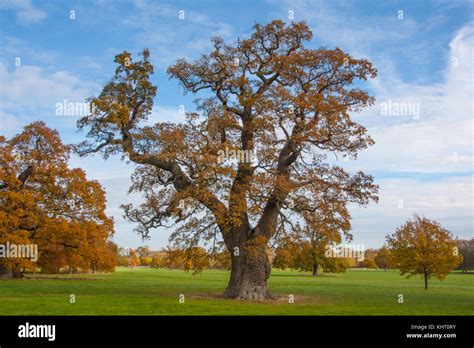 Quercus Robur Commonly Known As Common Oak Pedunculate Oak European