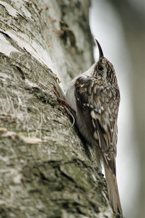 Brown Creeper Certhia Americana Brown Creeper Photograph Flickr