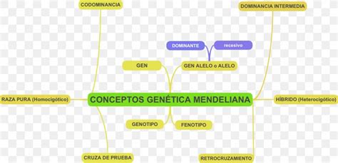 Mendelian Inheritance Molecular Genetics Phenotypic Trait Heredity PNG