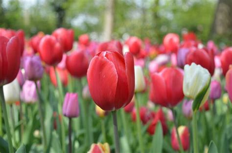 Mengungkap Fakta Menarik Tentang Tulip Bunga Paling Populer Di Dunia