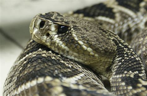 Episode 41: Rattling with Rattlesnakes - All Creatures Podcast