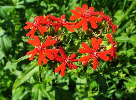 Lychnis chalcedonica - Изображение особи - Плантариум