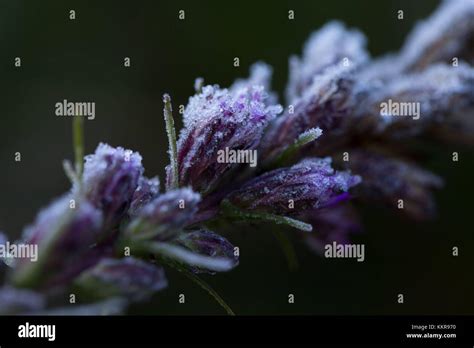 hoarfrost crystals  dried pink flower buds   black background