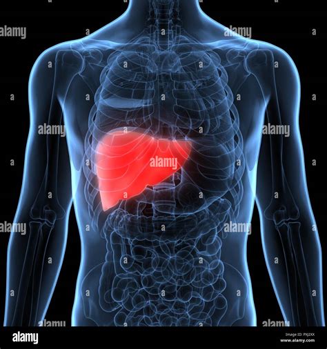 human liver diagram human body