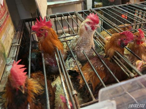 傳江蘇中年婦感染h5n1禽流感 毒株與柬埔寨個案相似 新冠疫情專頁