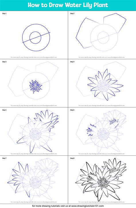 How To Draw Water Lily Plant Lily Step By Step Drawingtutorials