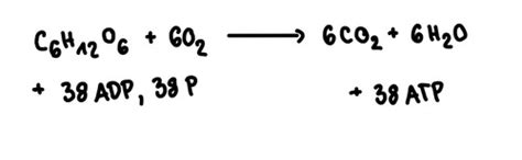 Zellatmung Photosynthese Karteikarten Quizlet