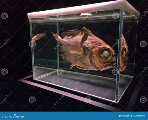 Fossil Of Deep Ocean Fish Museum Display Editorial Photo Image Of