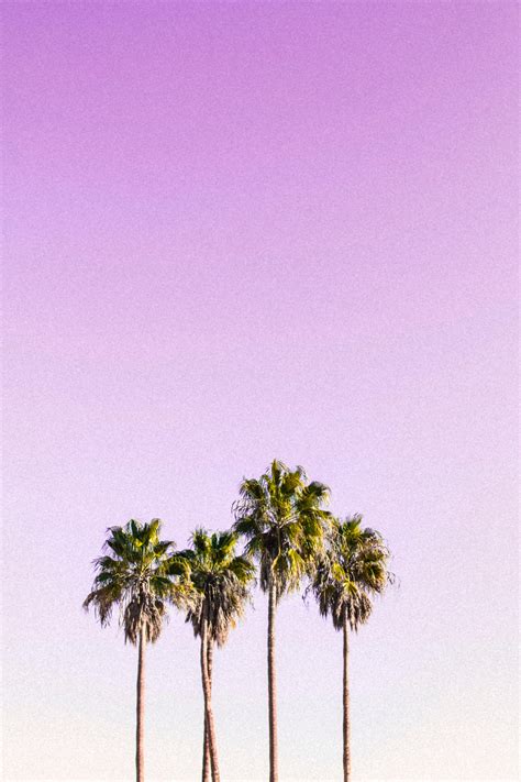 Palm Trees Wallpapers - Wallpaper Cave