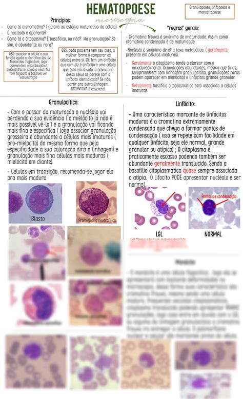 SOLUTION Mapa Mental De Hematopoese Hematologia Studypool