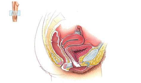 Female Reproductive System Labeled Diagram | Quizlet