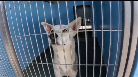 LA County animal adoption fees waived Saturday due to rain – NBC Los ...