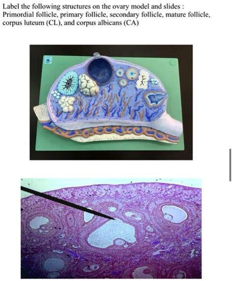 Solved Label The Following Structures On The Ovary Model And Slides