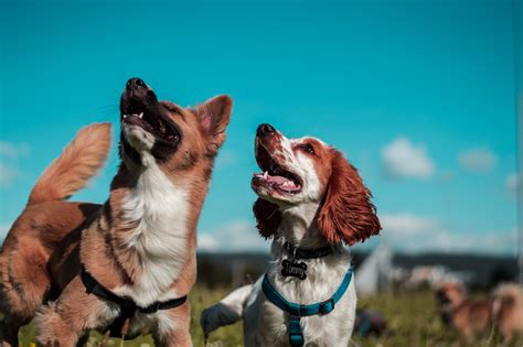 How to Prevent Your Dog from Mating