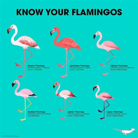 infographic   flamingos media tweets  flamingo spec group