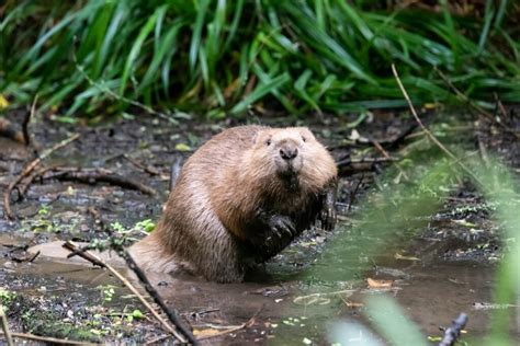 Beavers seen at Mapperton House, home of Julie Montagu | Historic Houses