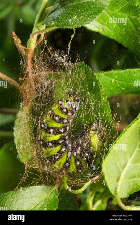 Cocoon Of Small Emperor Moth Hi Res Stock Photography And Images Alamy