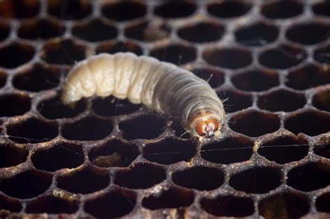 La Saliva Delle Larve Della Cera Riesce A Distruggere La Plastica Più