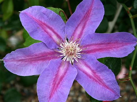 Clematis Barbara Jackman Clematis Barbara Jackman Baumschule