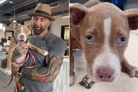 Dave Bautista Adopte Un Chiot Pitbull Horriblement Maltrait Trouv En