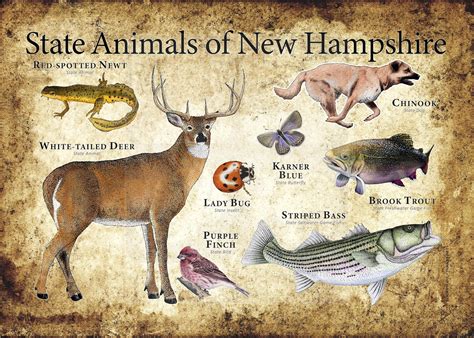 New Hampshire State Animals Poster Print Etsy