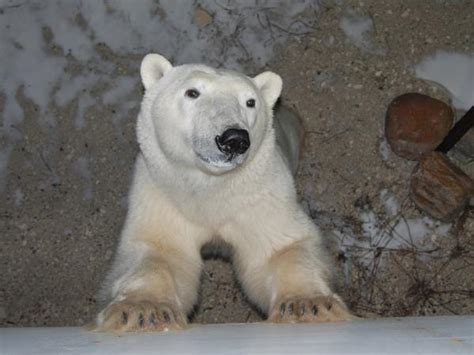 Polar bear tours in Canada | Responsible Travel