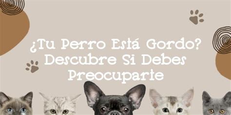 Tu Perro Está Gordo Descubre Si Debes Preocuparte en noviembre del 2024