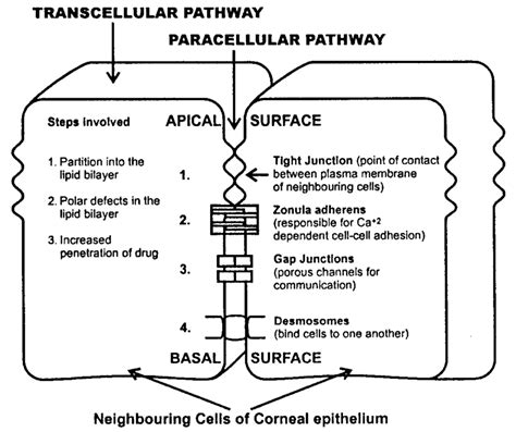 Schematic Illustration Of The Transcellular And Paracellular Modes Of