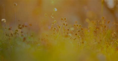 Brow Lift in Richmond, VA | Matthew Bridges M.D. FACS