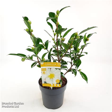 Camellia Sasanqua White Dobies