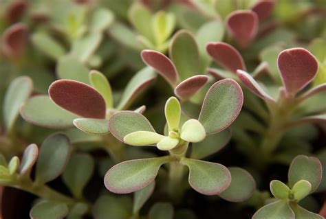 Crassula multicava (Fairy Crassula, Pitted Crassula)