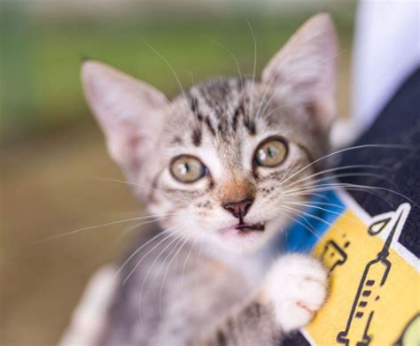 Feira de adoção busca novo lar para cães e gatos em Maceió neste