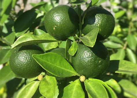 Calamansi Fruit From The Philippines Found To Be A Powerful Anticancer ...