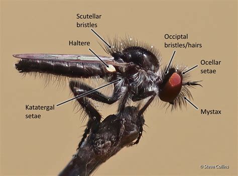 Anatomy – Robber Flies of the Southeast