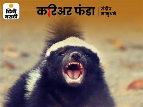life lessons   honey badger career funda
