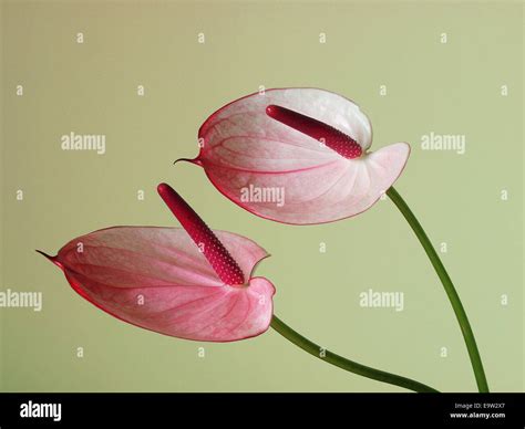 Pink Anthurium Flower Stock Photo Alamy