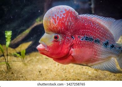 African Cichlid Fish Aquarium Stock Photo 1427258765 | Shutterstock