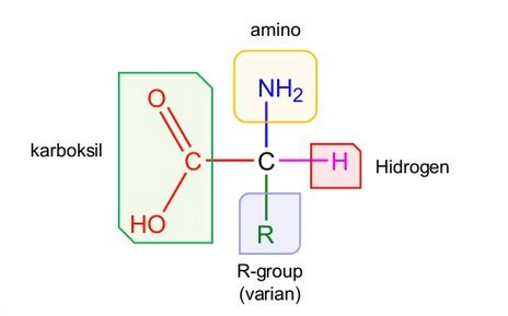 asam amino matericoid