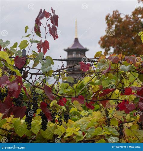 View Of The Pagoda At Kew Botanical Gardens Stock Photo Image Of